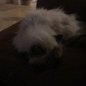 Meet your Posher, Ellen